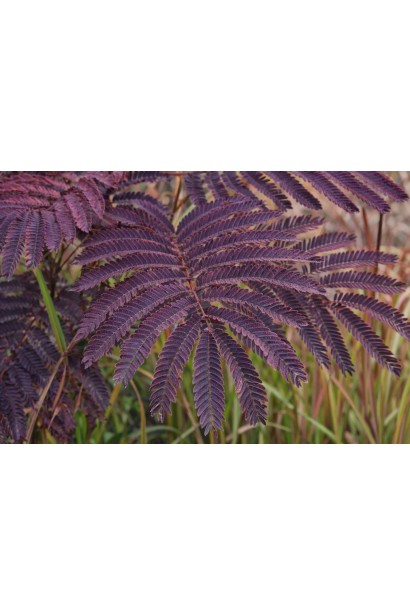 Альбіція Саммер Чоколайт фото